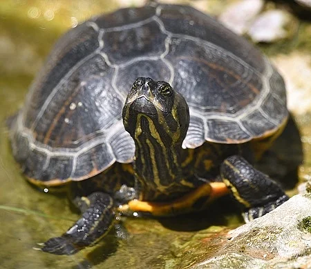 SchildkrÃ¶te mit weit ausgestrecktem Hals in einem Teich