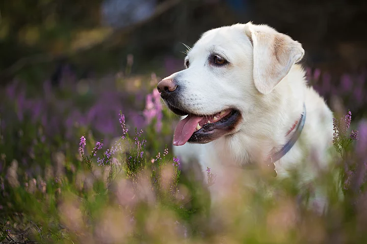 Ein blonder Labrador steht in einer Blumenwiese und hechelt.