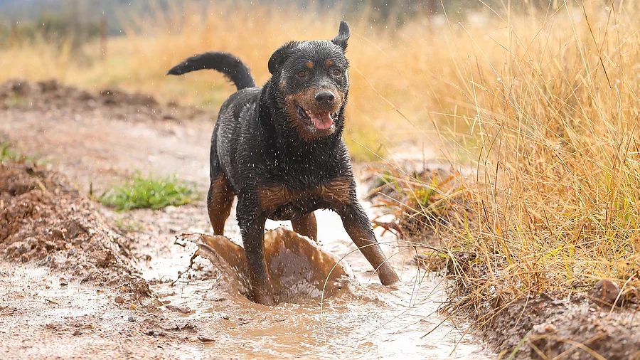 Ein Rottweiler rennt durch eine braune Pfütze. Dabei fliegen seine Ohren nach hinten und er hat sein Maul geöffnet.