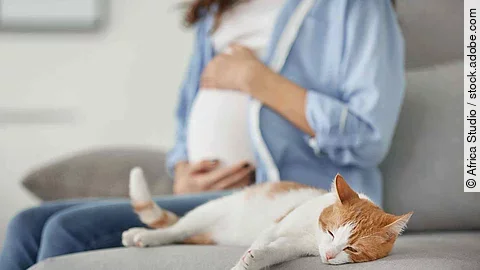 Cute cat and blurred pregnant woman on background