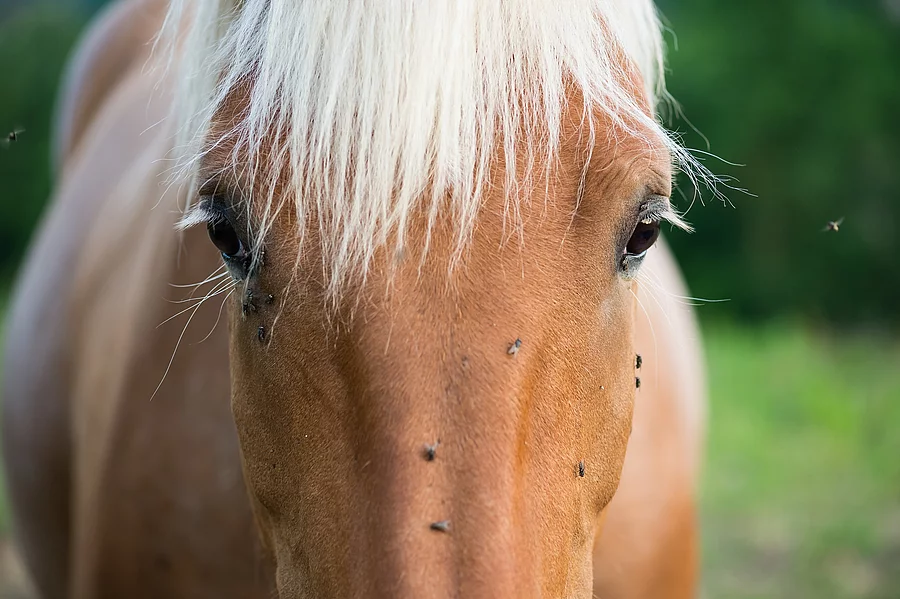 Pferd Pferd
