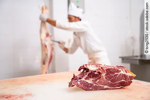 Untersuchung eines Schlachttierkörpers