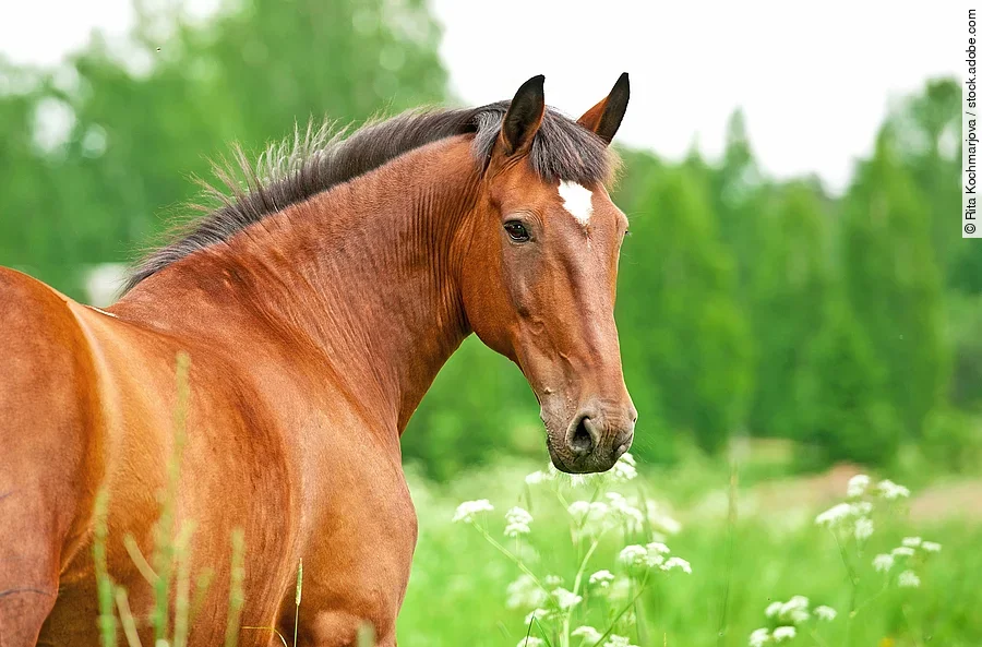 Ein braunes Pferd mit weißem Stern steht auf einer saftig grünen Weide und schaut nach hinten in die Kamera.