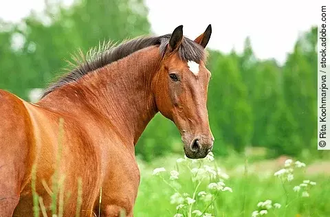 Ein braunes Pferd mit weißem Stern steht auf einer saftig grünen Weide und schaut nach hinten in die Kamera.
