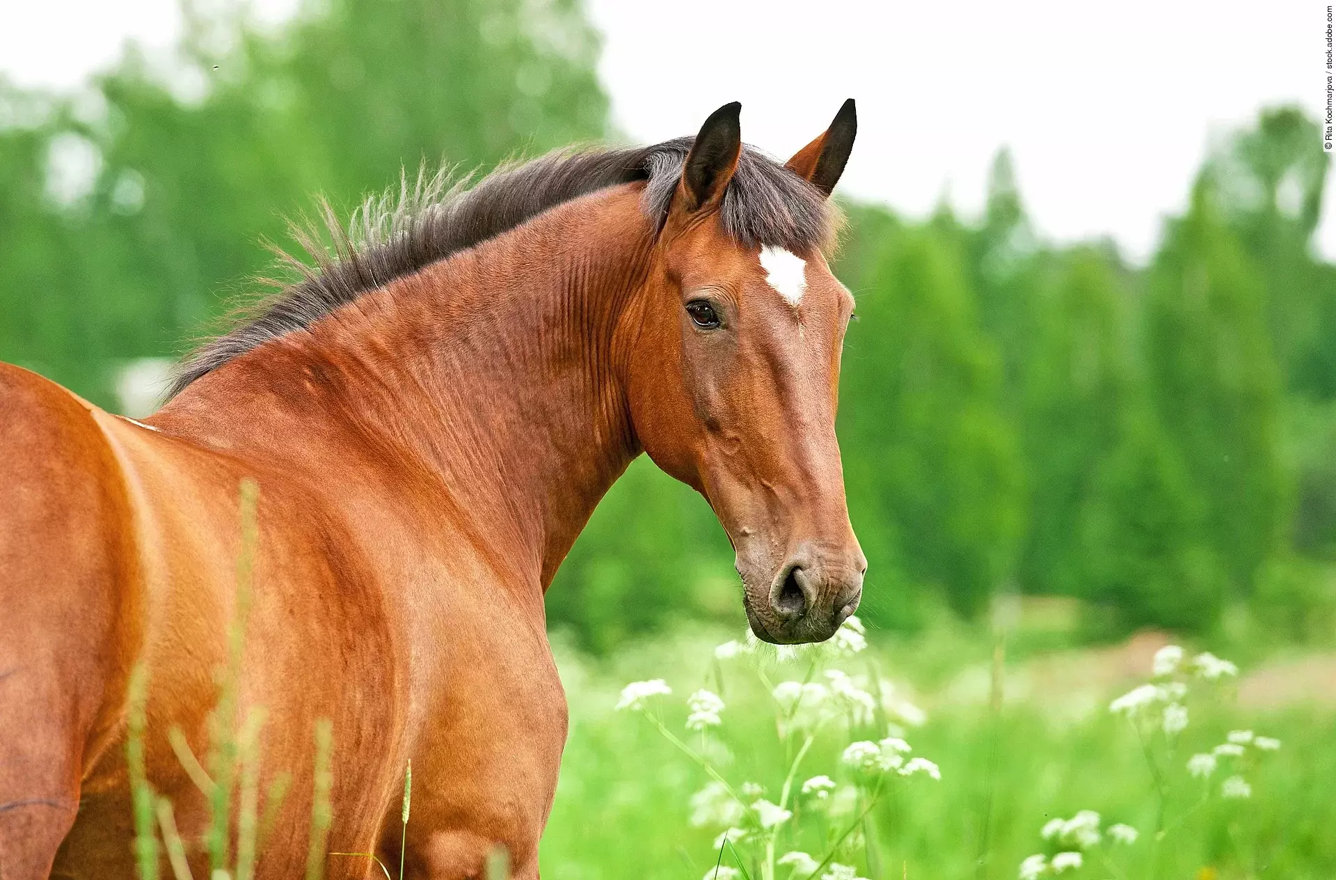 Ein braunes Pferd mit weißem Stern steht auf einer saftig grünen Weide und schaut nach hinten in die Kamera.