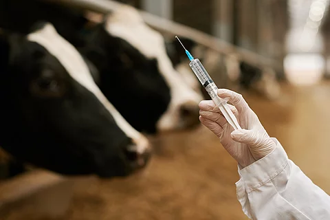 Ein Tierarzt in Schutzanzug und Handschuhen hält eine mit klarer Flüssigkeit gefüllter Spritze in der Hand. Im Hintergrund kann man 2 schwarz-weiß gefleckte Kühe erkennen, die gleich geimpft werden.