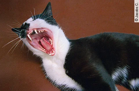 Eine Katze steht vor einer roten Wand. Das Maul der Katze ist weit aufgerissen und man sieht die Zähne des Tiers. Das Fell ist schwarz-weiß gefleckt.