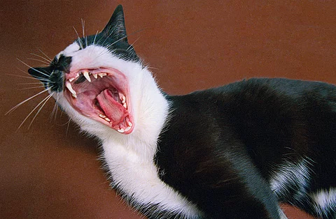 Eine Katze steht vor einer roten Wand. Das Maul der Katze ist weit aufgerissen und man sieht die Zähne des Tiers. Das Fell ist schwarz-weiß gefleckt.