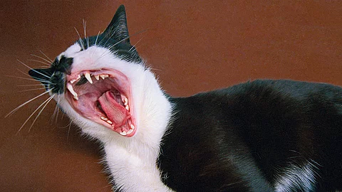 Eine Katze steht vor einer roten Wand. Das Maul der Katze ist weit aufgerissen und man sieht die Zähne des Tiers. Das Fell ist schwarz-weiß gefleckt.