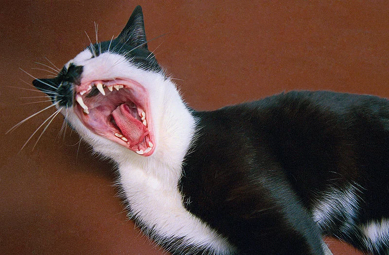 Eine Katze steht vor einer roten Wand. Das Maul der Katze ist weit aufgerissen und man sieht die Zähne des Tiers. Das Fell ist schwarz-weiß gefleckt.