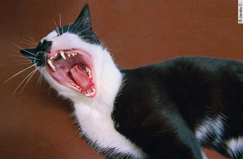 Eine Katze steht vor einer roten Wand. Das Maul der Katze ist weit aufgerissen und man sieht die Zähne des Tiers. Das Fell ist schwarz-weiß gefleckt.