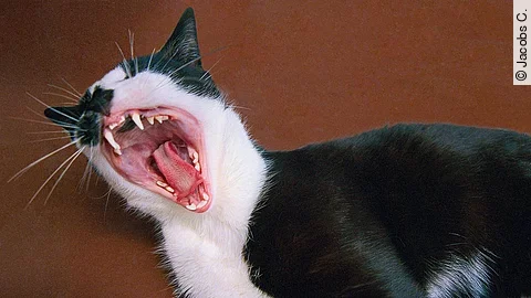 Eine Katze steht vor einer roten Wand. Das Maul der Katze ist weit aufgerissen und man sieht die Zähne des Tiers. Das Fell ist schwarz-weiß gefleckt.