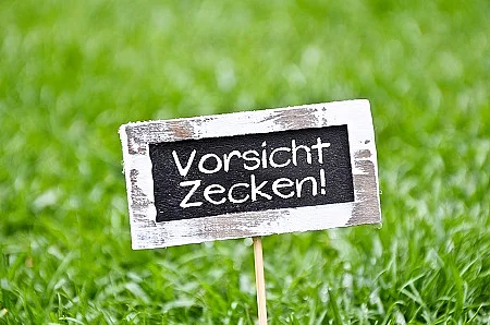 Zecken