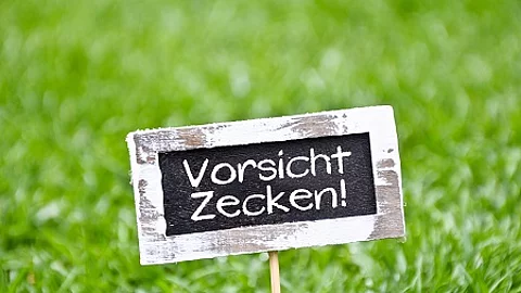 Zecken