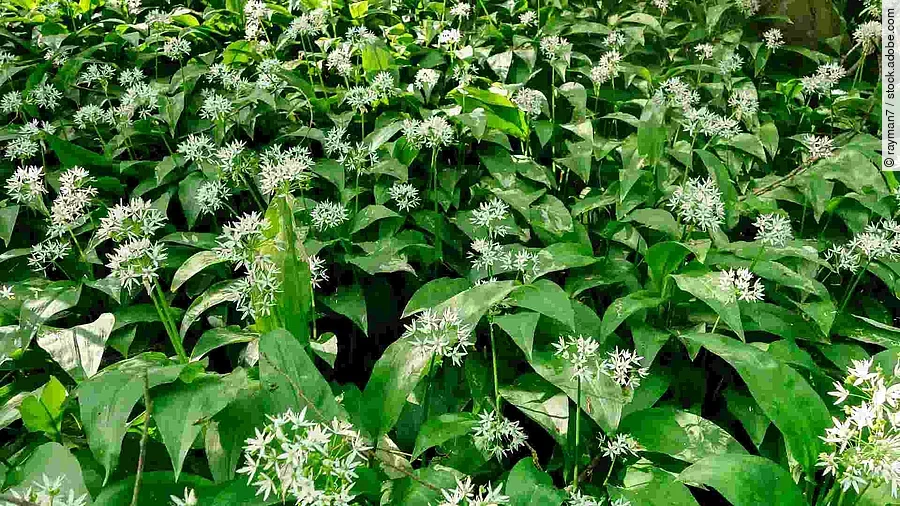 Ail des ours - Allium ursinum