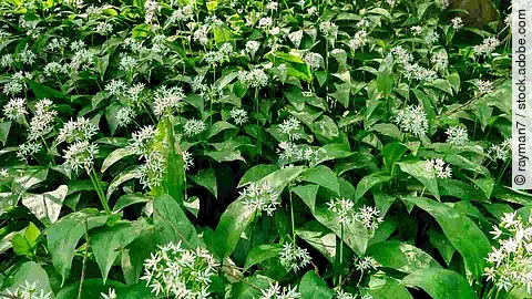 Ail des ours - Allium ursinum