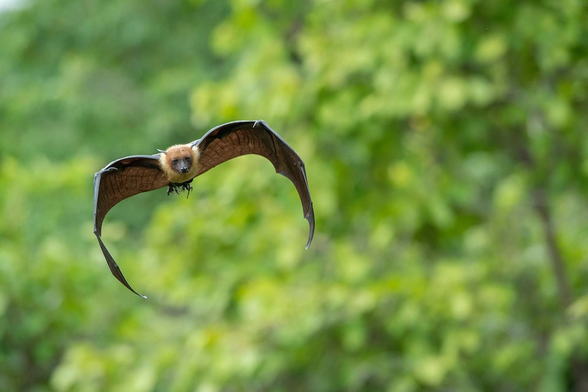 Flying bat