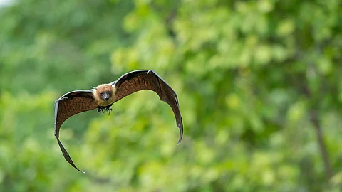 Flying bat