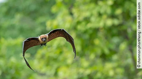 Flying bat