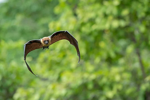 Flying bat