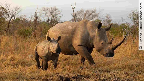 White rhino cow and calf in golden light