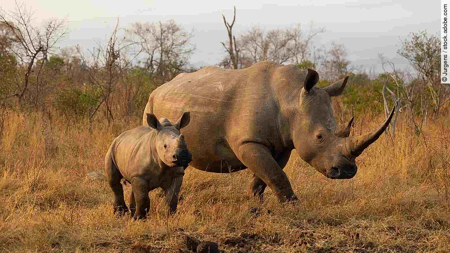 White rhino cow and calf in golden light