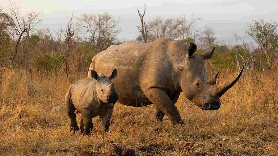 White rhino cow and calf in golden light