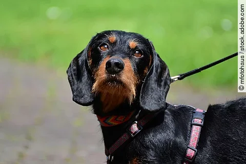 Portrait eines Rauhaardackels