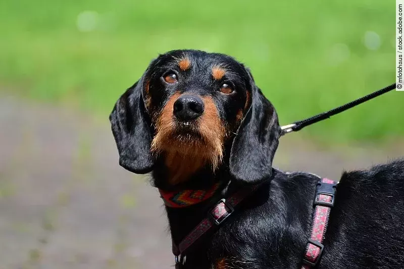 Portrait eines Rauhaardackels