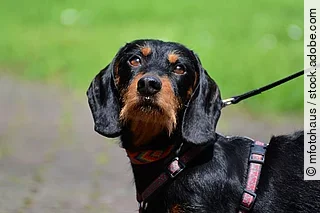 Portrait eines Rauhaardackels