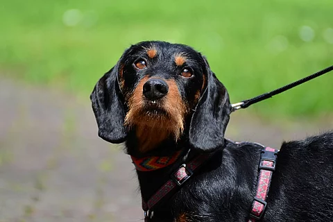 Portrait eines Rauhaardackels