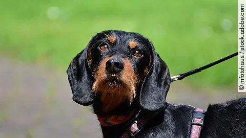 Portrait eines Rauhaardackels Portrait eines Rauhaardackels