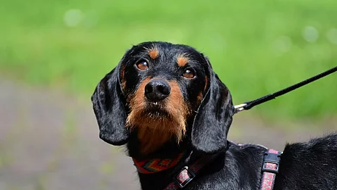 Portrait eines Rauhaardackels