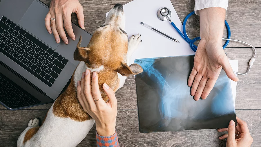 Professional vet examination consultation with an X-ray. Top view from above. Dog and peoples hands on the desk. Medical Pet care Professionelle tierärztliche Untersuchung und Beratung mit Röntgenaufnahme. Draufsicht von oben.