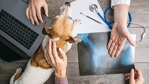 Professionelle tierärztliche Untersuchung und Beratung mit Röntgenaufnahme. Draufsicht von oben. 