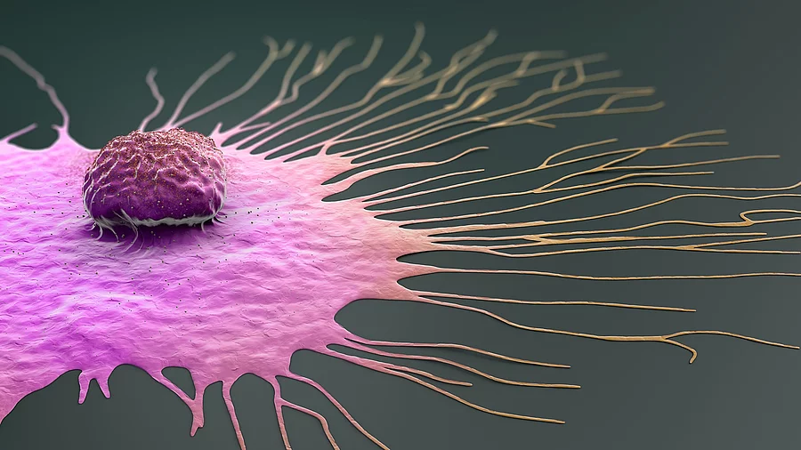 Wissenschaftliche Illustration einer wandernden Brustkrebszelle – 3D-Illustration. Der Hintergrund ist schwarz und die Zelle ist in rötlichen Farben dargestellt.