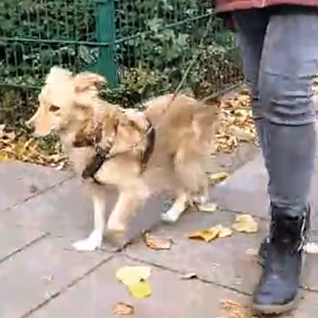 Ein hellbrauner Hund geht gesichert mit einem Geschirr mit seinen Besitzern Gassi. Dabei sieht er verunsichert aus. Ein hellbrauner Hund geht gesichert mit einem Geschirr mit seinen Besitzern Gassi. Dabei sieht er verunsichert aus.