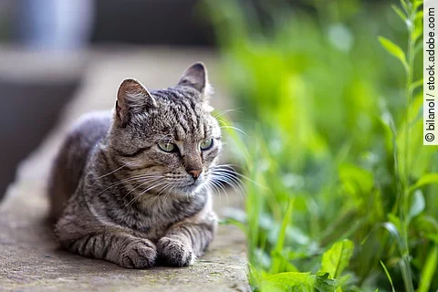 Eine Katze liegt auf einer Mauer und genießt die Sonne. Seitlich der Mauer wachsen grüne Pflanzen. Die Katze hat grau-schwarz getigertes Fell.