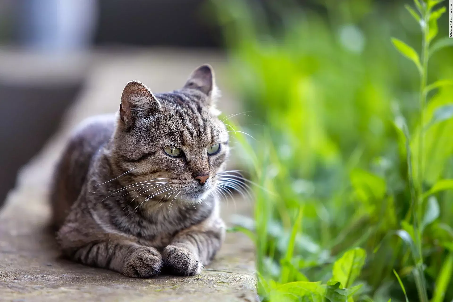 Eine Katze liegt auf einer Mauer und genießt die Sonne. Seitlich der Mauer wachsen grüne Pflanzen. Die Katze hat grau-schwarz getigertes Fell.