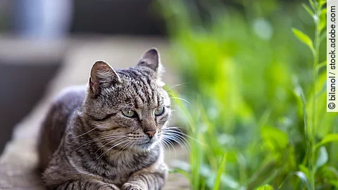 Eine Katze liegt auf einer Mauer und genießt die Sonne. Seitlich der Mauer wachsen grüne Pflanzen. Die Katze hat grau-schwarz getigertes Fell.