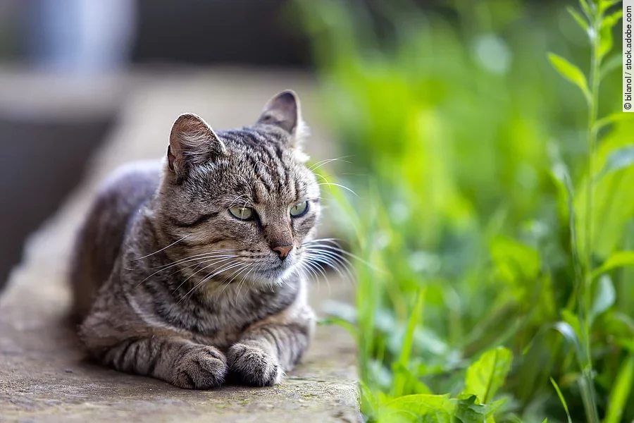 Eine Katze liegt auf einer Mauer und genießt die Sonne. Seitlich der Mauer wachsen grüne Pflanzen. Die Katze hat grau-schwarz getigertes Fell.