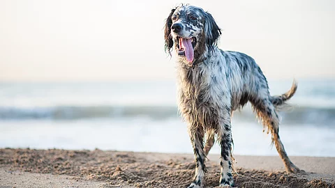 Ein English Setter steht am Strand mit und will spielen.