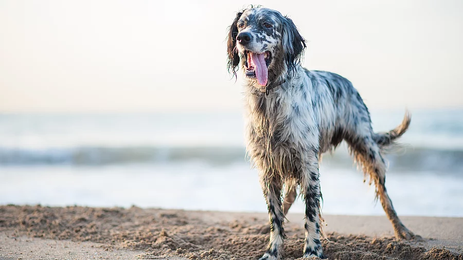 Ein English Setter steht am Strand mit und will spielen.
