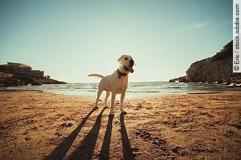 Ein heller Labrador Retriever steht hechelnd am Strand und genießt einen Tag am Meer.