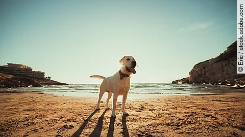 Ein heller Labrador Retriever steht hechelnd am Strand und genießt einen Tag am Meer.