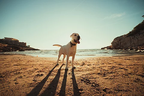 Ein heller Labrador Retriever steht hechelnd am Strand und genießt einen Tag am Meer.