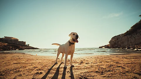 Ein heller Labrador Retriever steht hechelnd am Strand und genießt einen Tag am Meer.