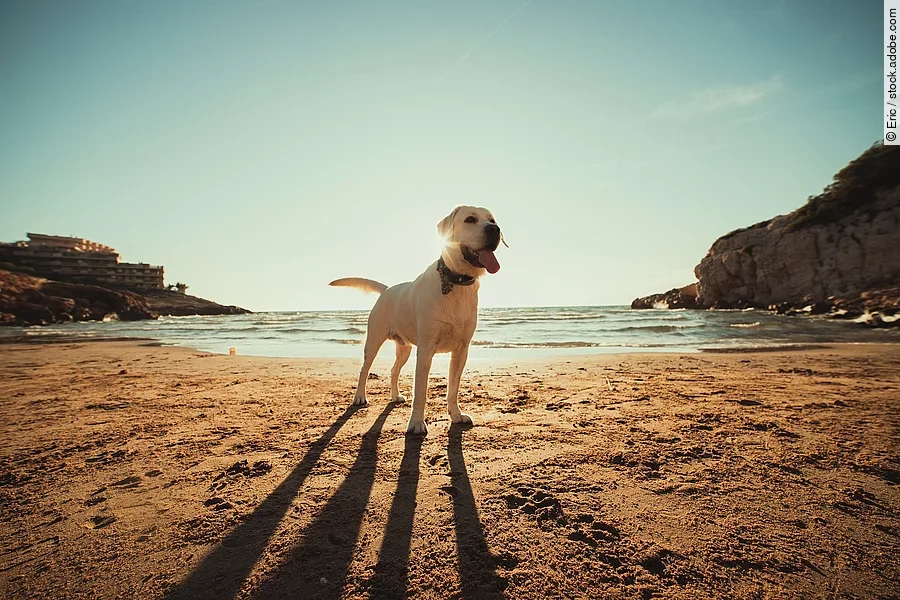 Ein heller Labrador Retriever steht hechelnd am Strand und genießt einen Tag am Meer.