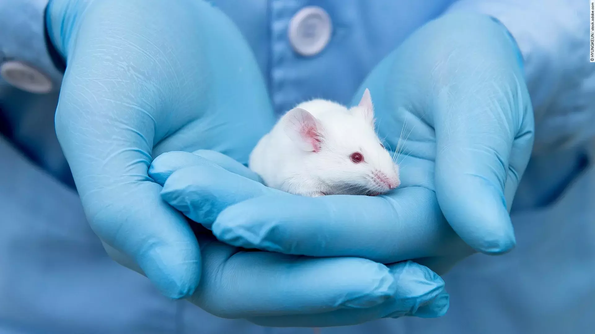 Eine weiße Maus sitzt in der Hand einer Person. Dabei trägt die Person blaue Handschuhe und einen blauen Laborkittel mit weißen Knöpfen.