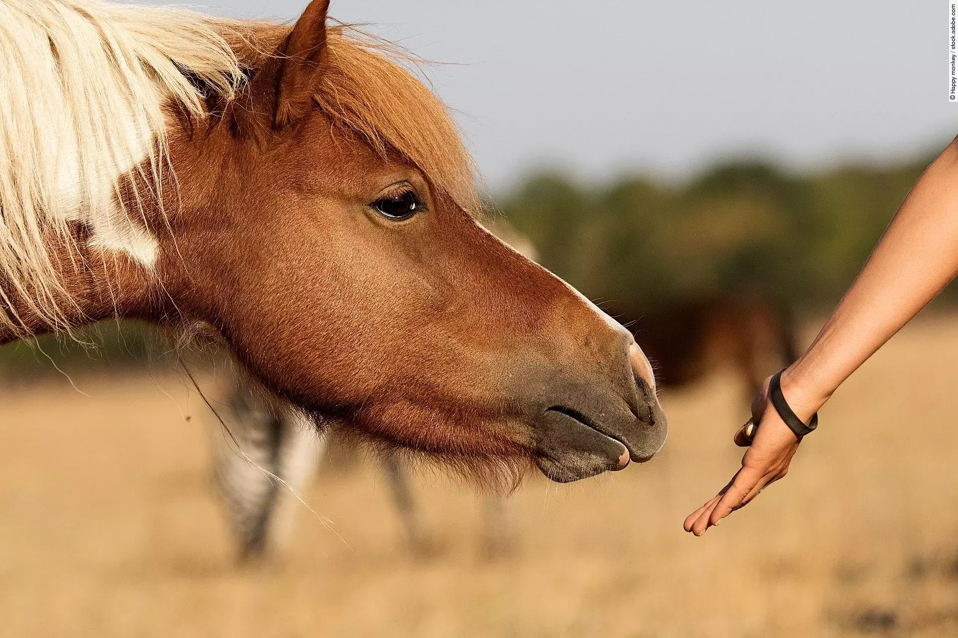 horse eats from a human hand